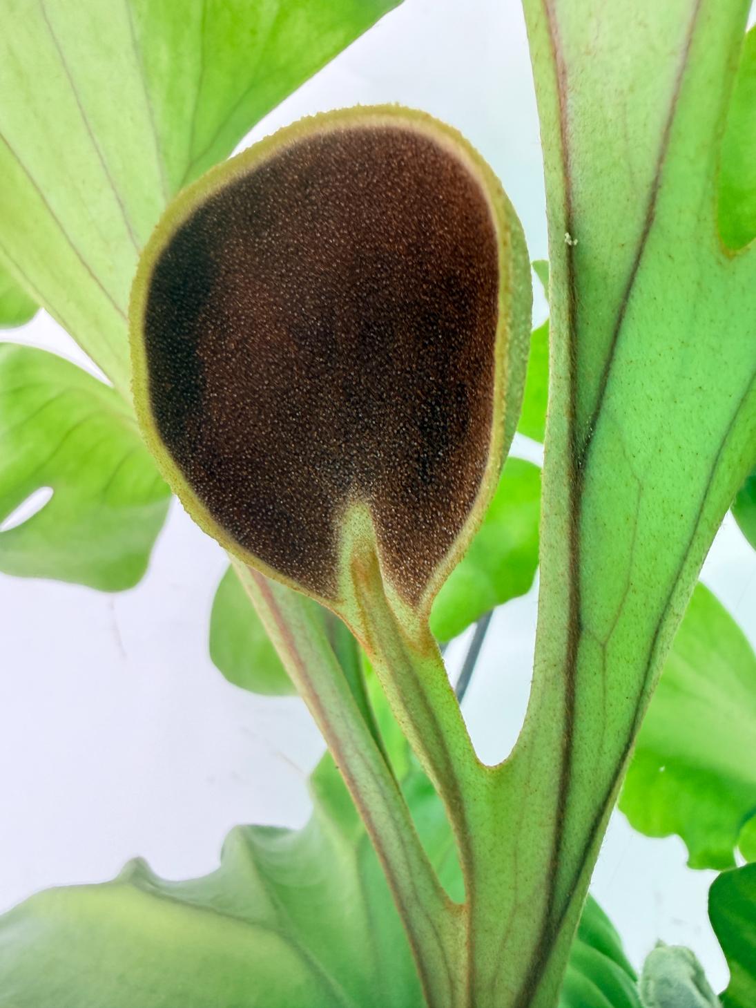 Platycerium Ridleyi 'Monkey King' kokedama 02