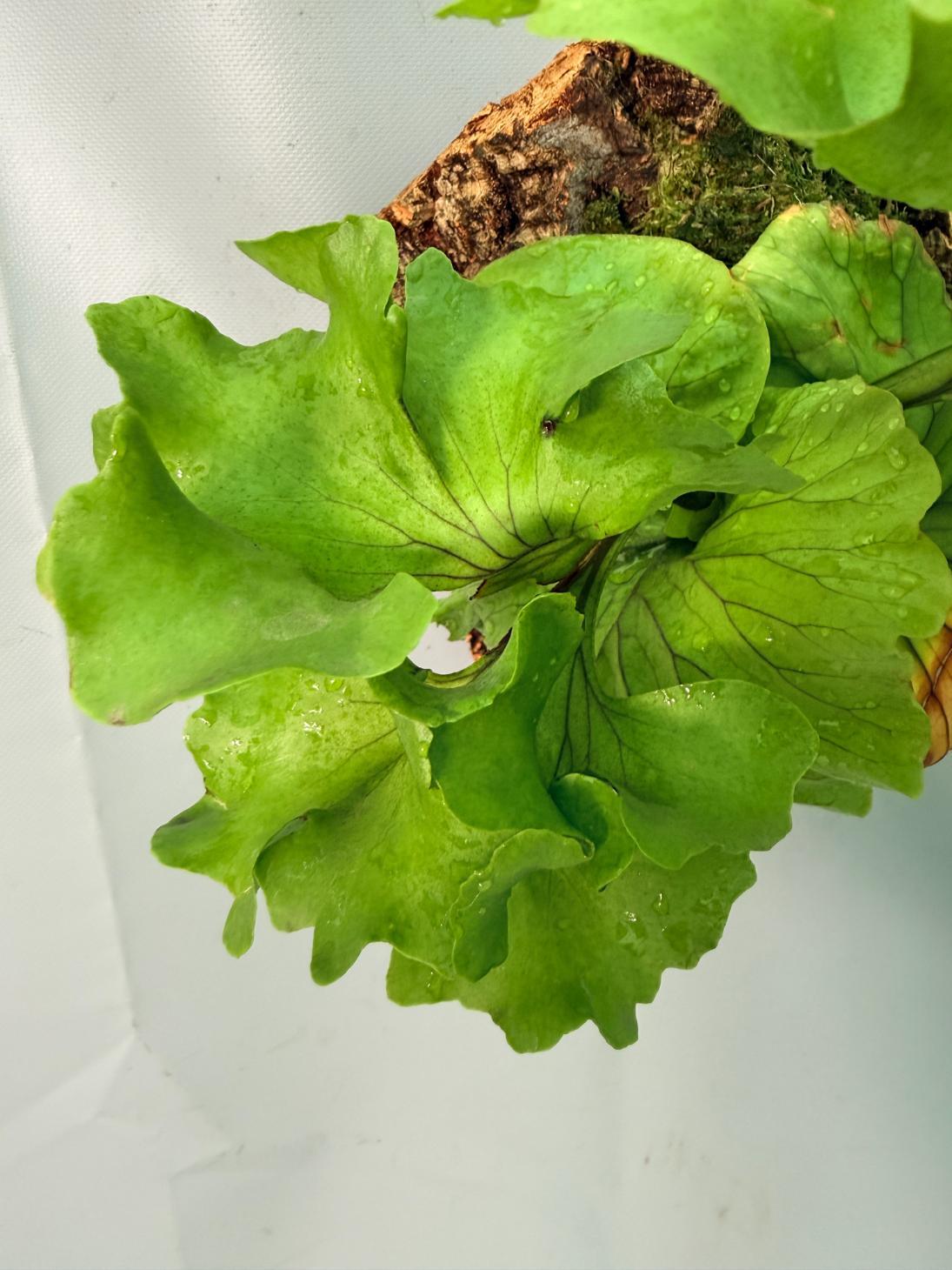 Platycerium Ridleyi 'Monkey King' + mounted on the board 09