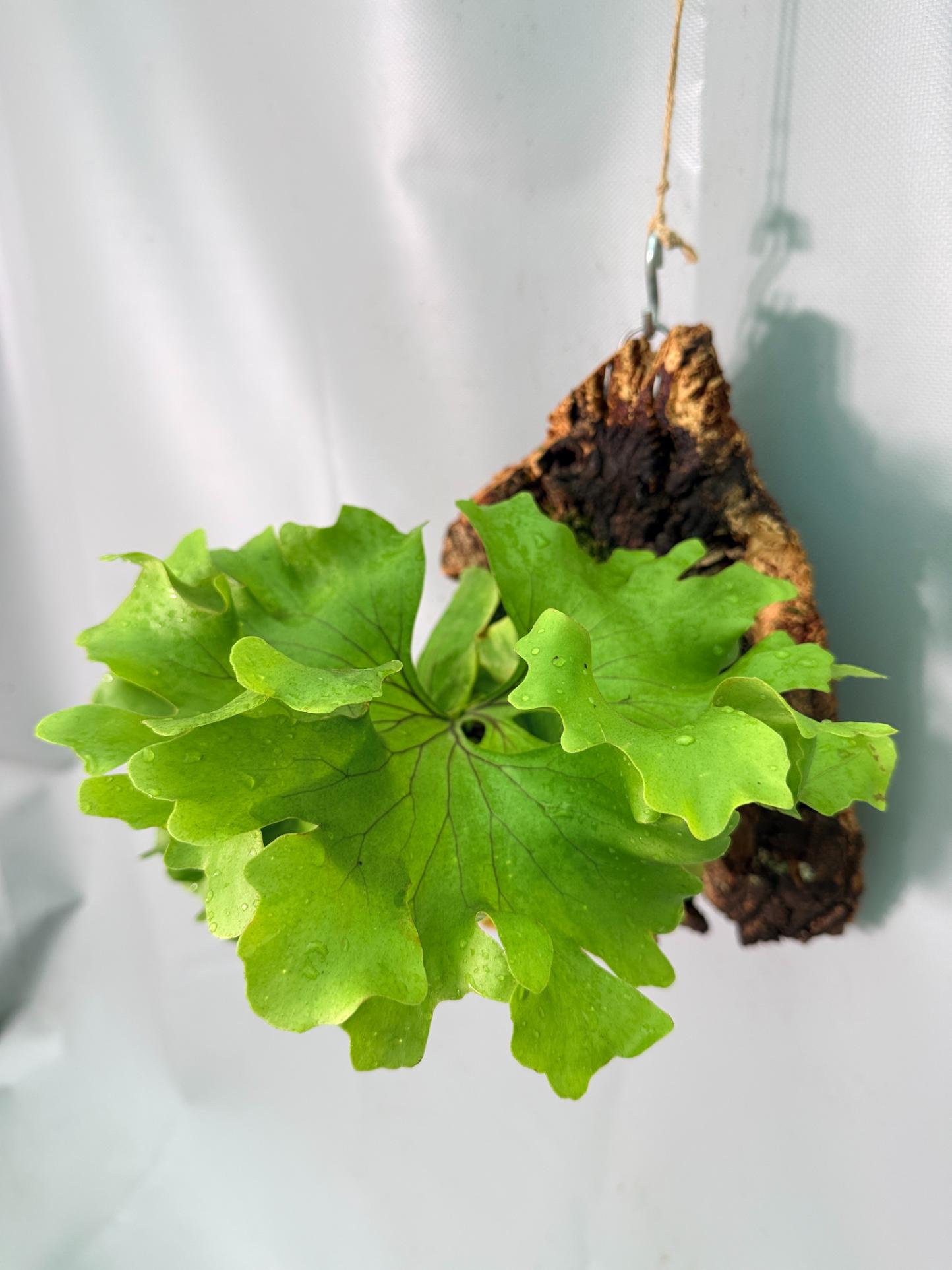 Platycerium Ridleyi 'Monkey King' + mounted on the board 01