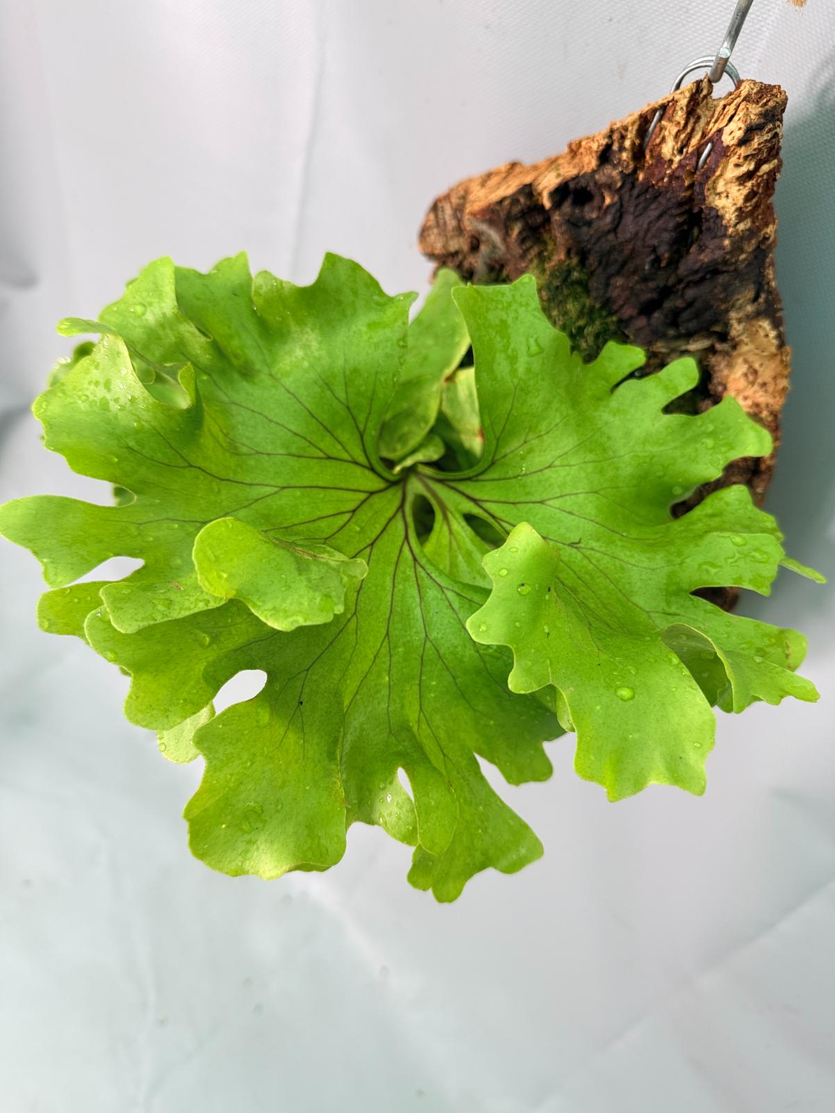 Platycerium Ridleyi 'Monkey King' + mounted on the board 06