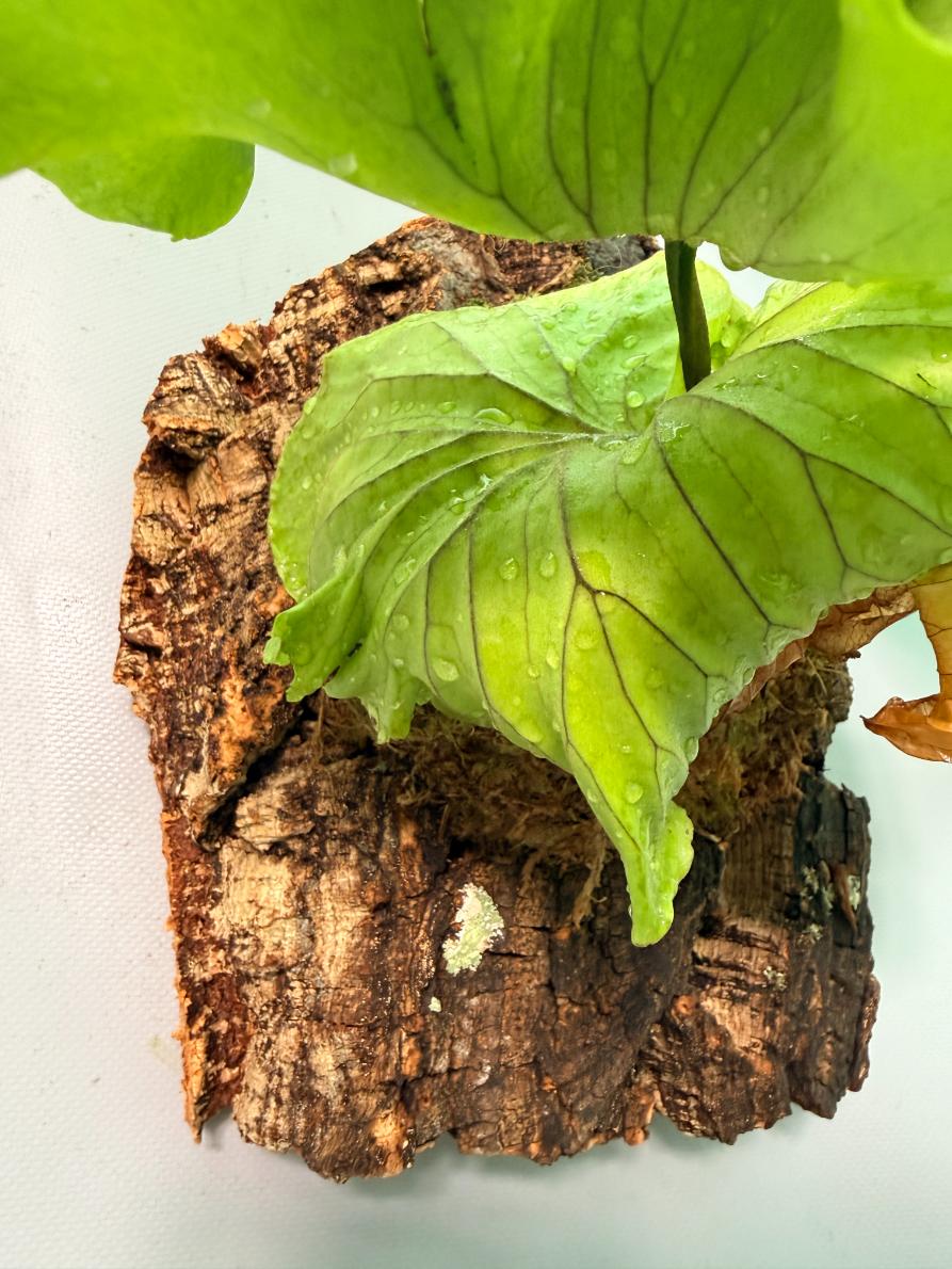 Platycerium Ridleyi 'Monkey King' + mounted on the board 07