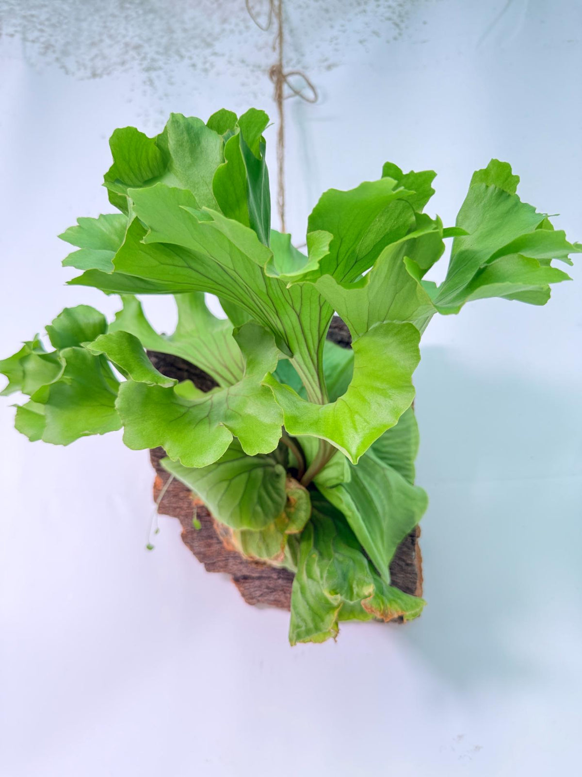 Platycerium Ridleyi 'Monkey King' + mounted on the board 12