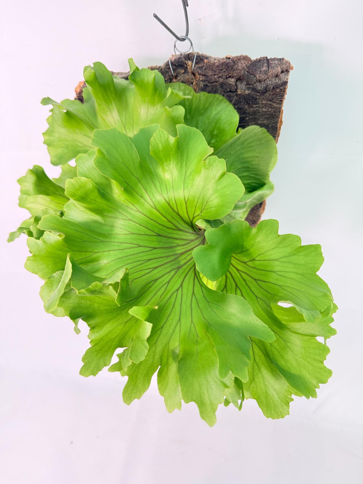 Platycerium Ridleyi 'Monkey King' + mounted on the board 01