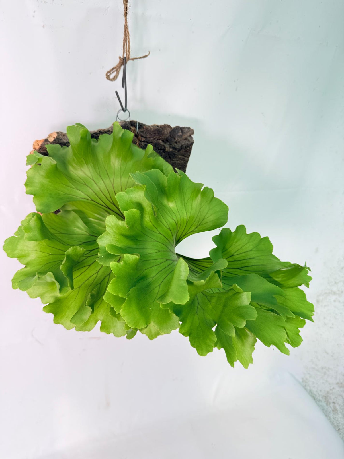Platycerium Ridleyi 'Monkey King' + mounted on the board 02
