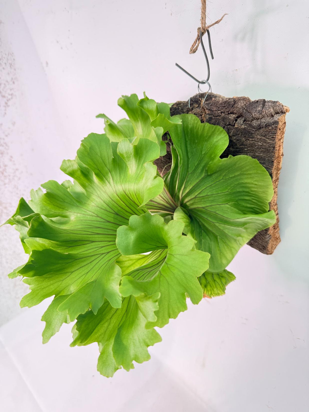 Platycerium Ridleyi 'Monkey King' + mounted on the board 03