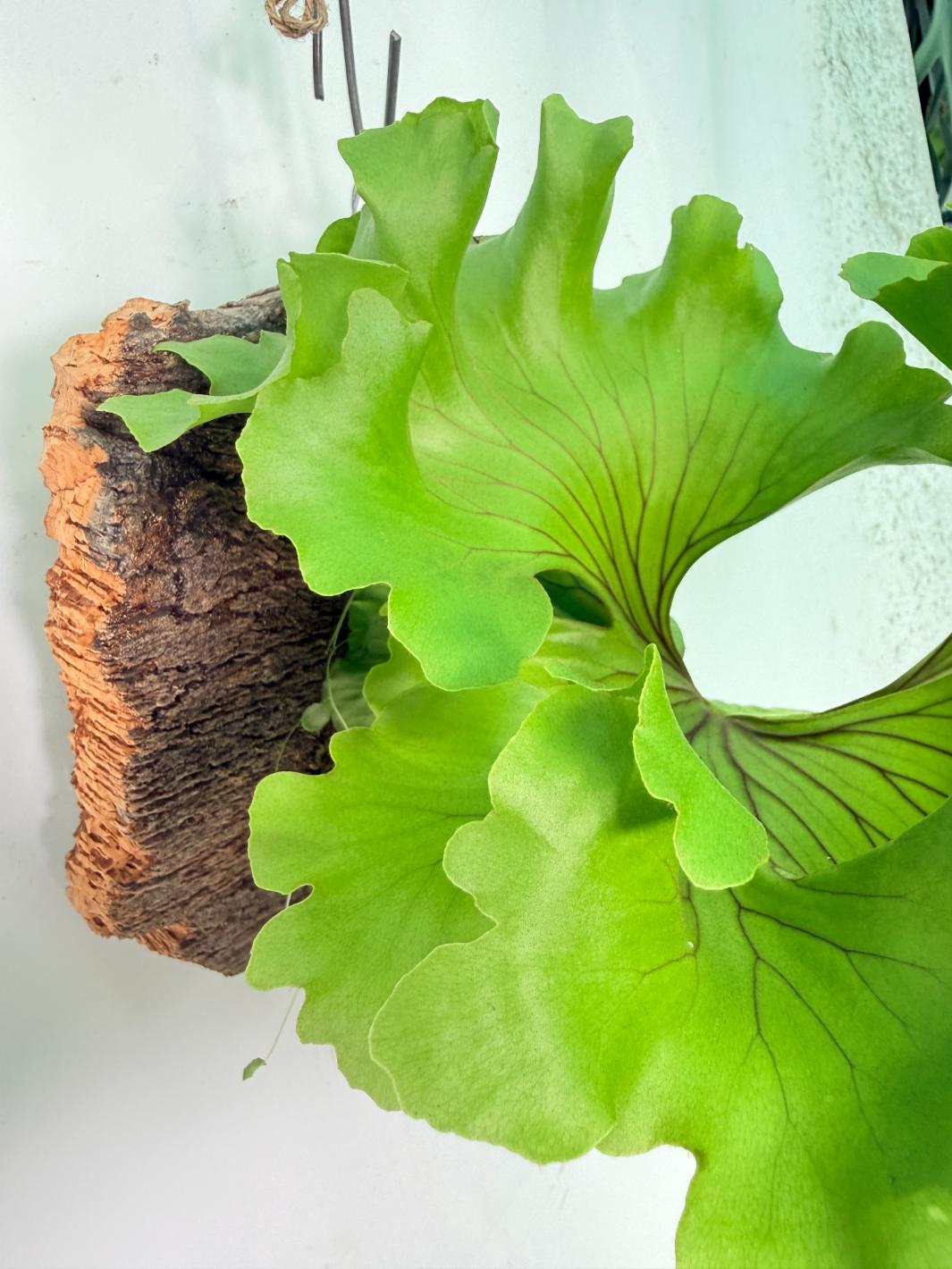 Platycerium Ridleyi 'Monkey King' + mounted on the board 06