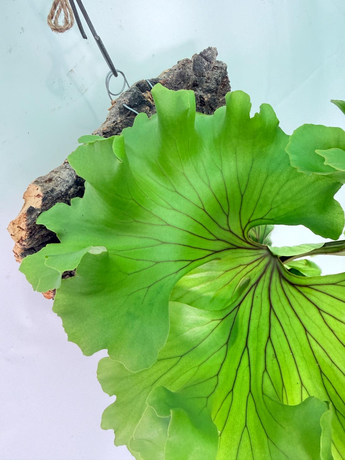 Platycerium Ridleyi 'Monkey King' + mounted on the board 07