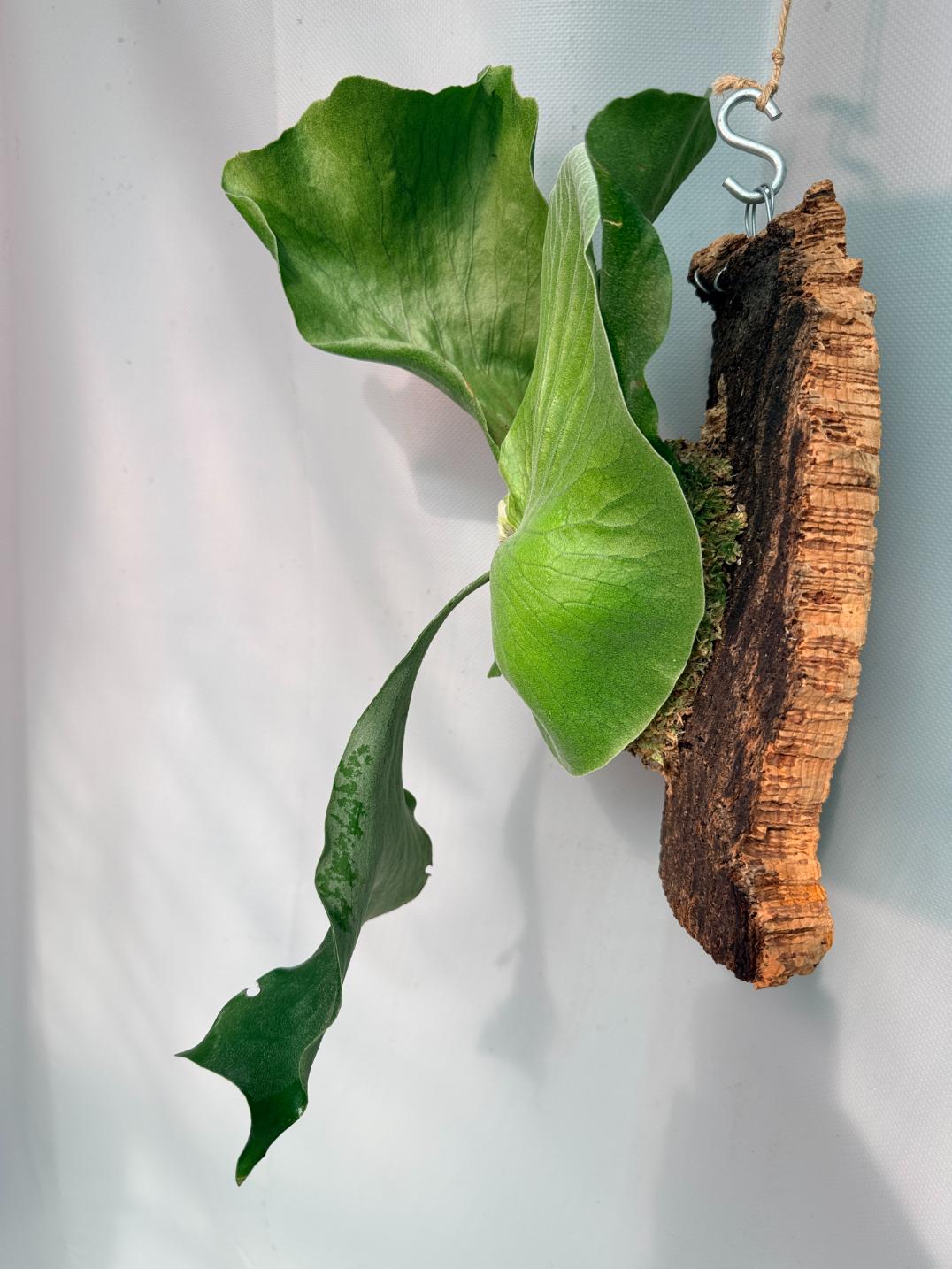 Platycerium Stemaria 08