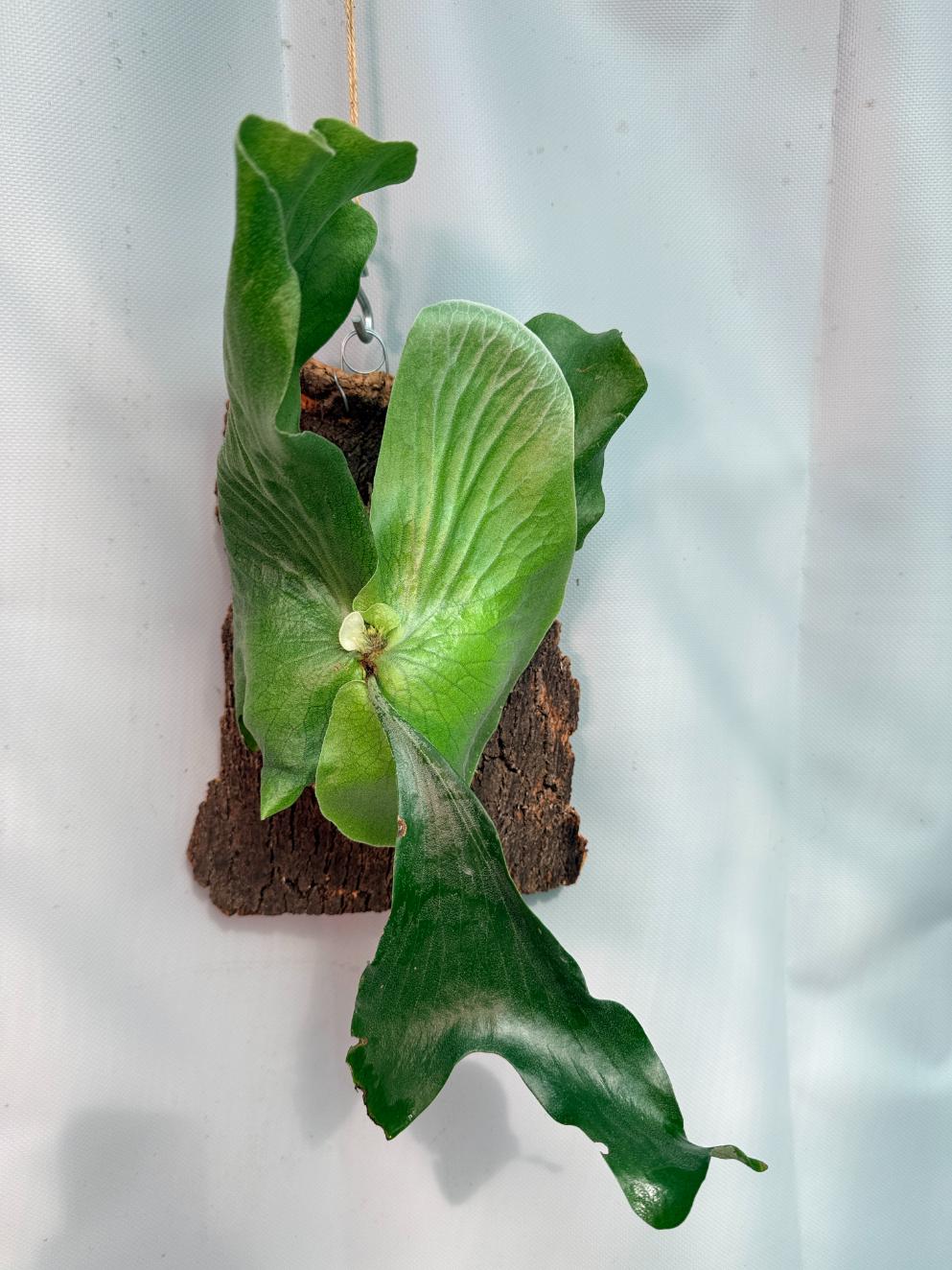Platycerium Stemaria 01