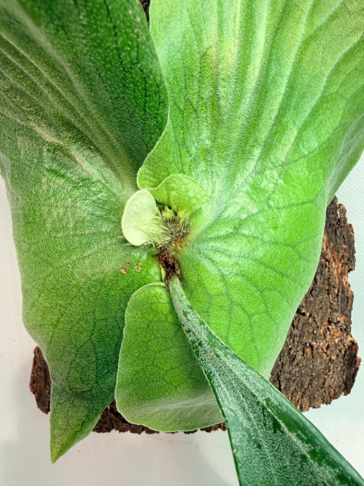 Platycerium Stemaria 04