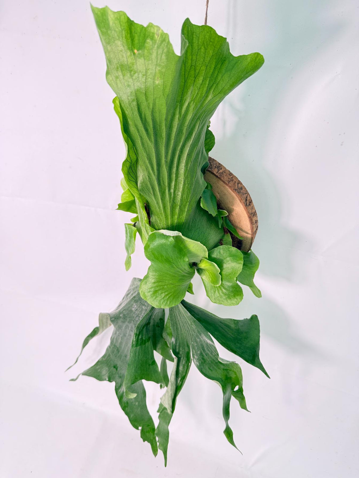 Platycerium Stemaria + mounted on the board 01