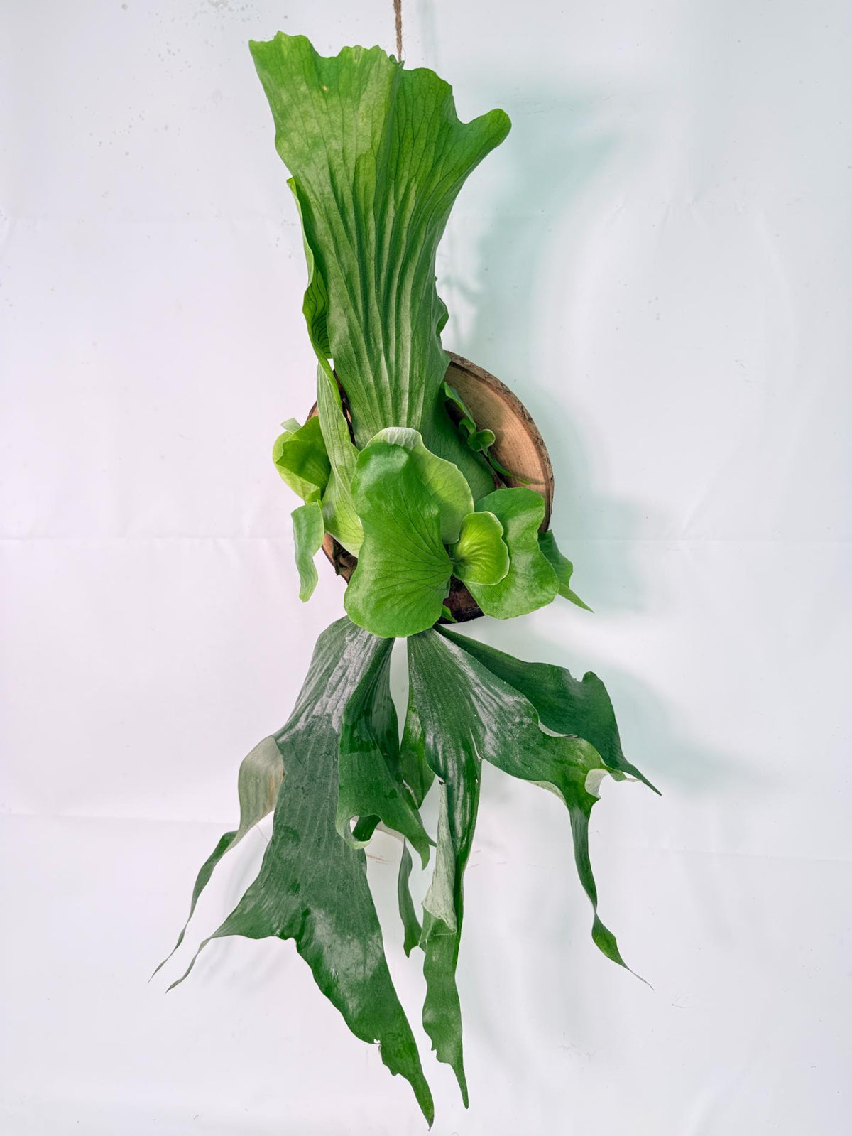 Platycerium Stemaria + mounted on the board 02