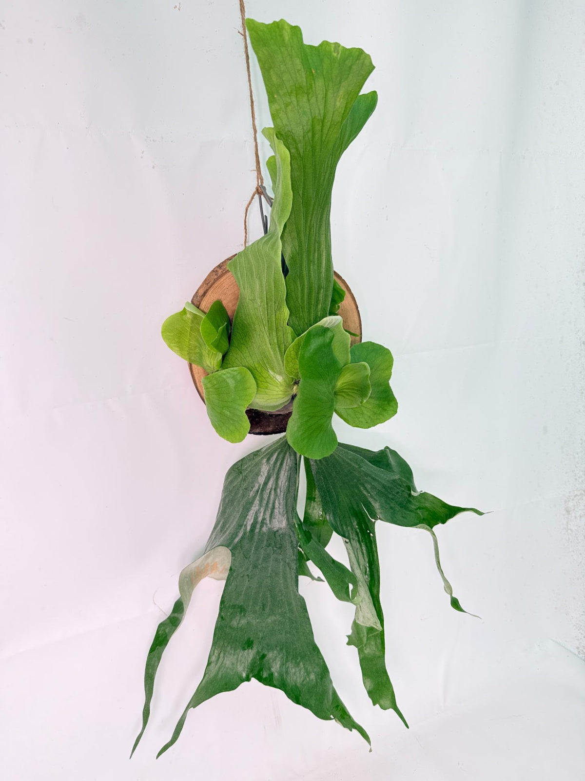 Platycerium Stemaria + mounted on the board 04