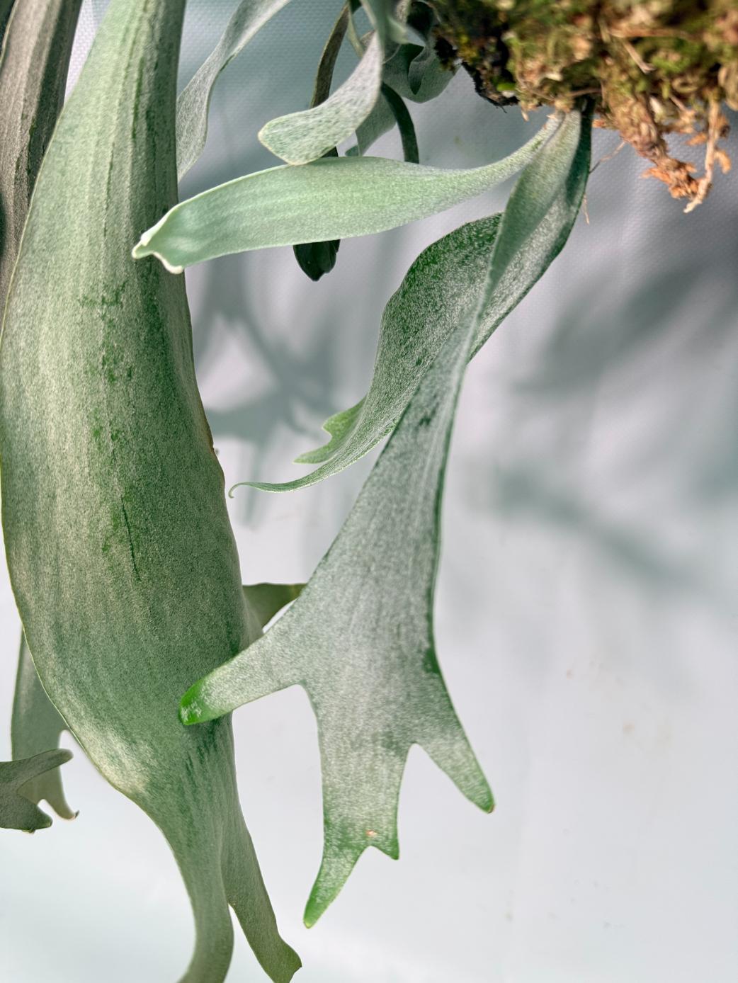 Platycerium Veitchii x Willinckii + mounted on the board 09