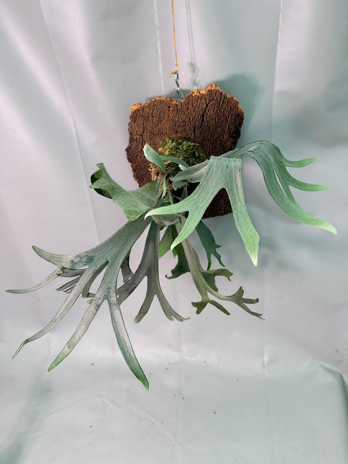 Platycerium Veitchii x Willinckii + montado sobre una tabla