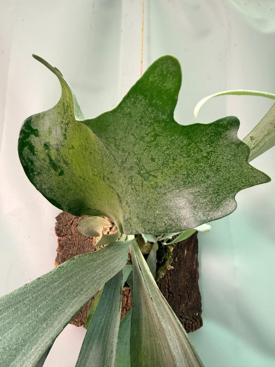 Platycerium Veitchii x Willinckii + mounted on the board 02