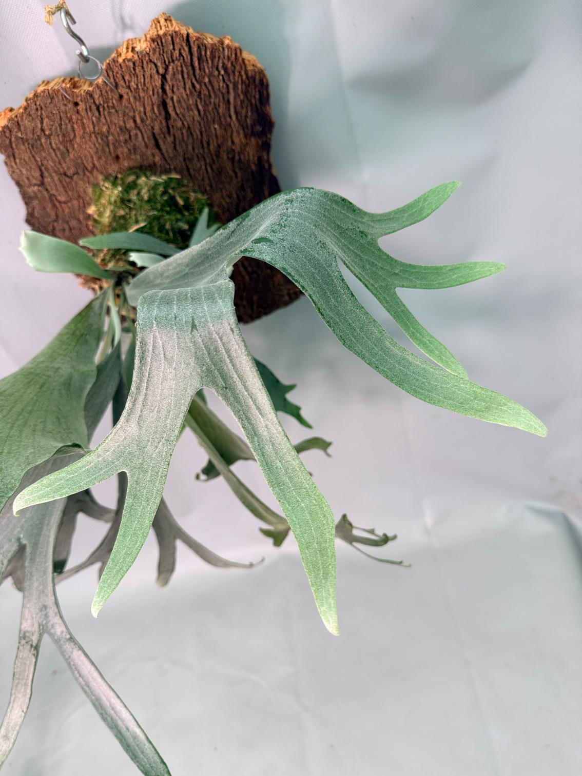 Platycerium Veitchii x Willinckii + mounted on the board 03