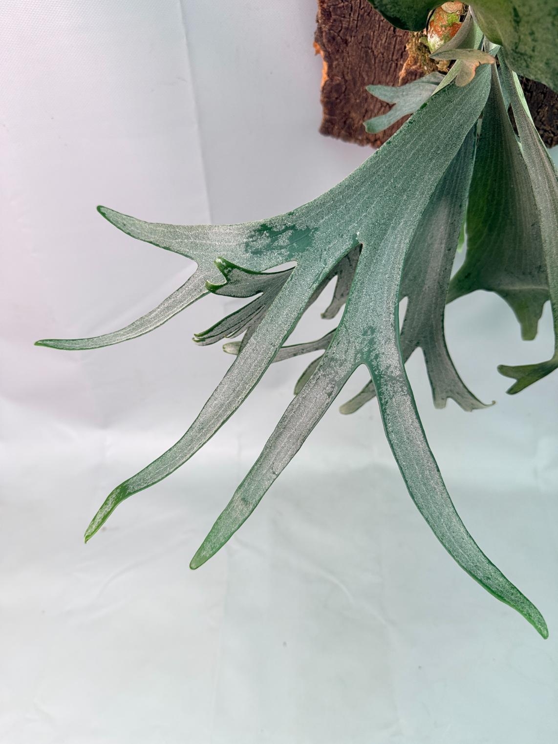 Platycerium Veitchii x Willinckii + mounted on the board 06