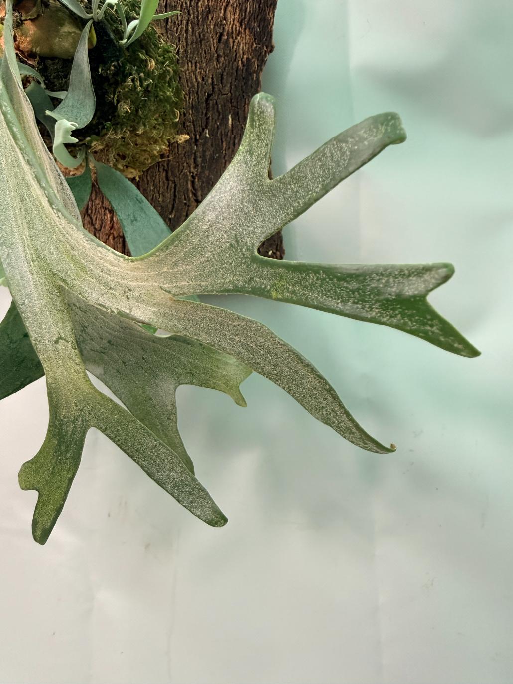 Platycerium Veitchii x Willinckii + mounted on the board 07