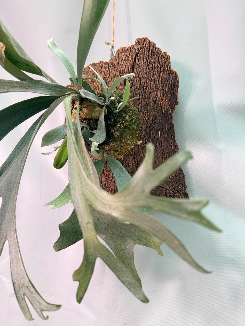 Platycerium Veitchii x Willinckii + mounted on the board 08