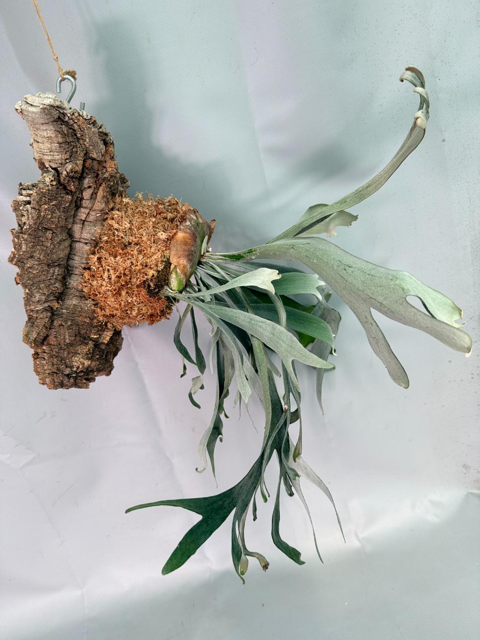 Platycerium Veitchii x Willinckii + mounted on the board 07
