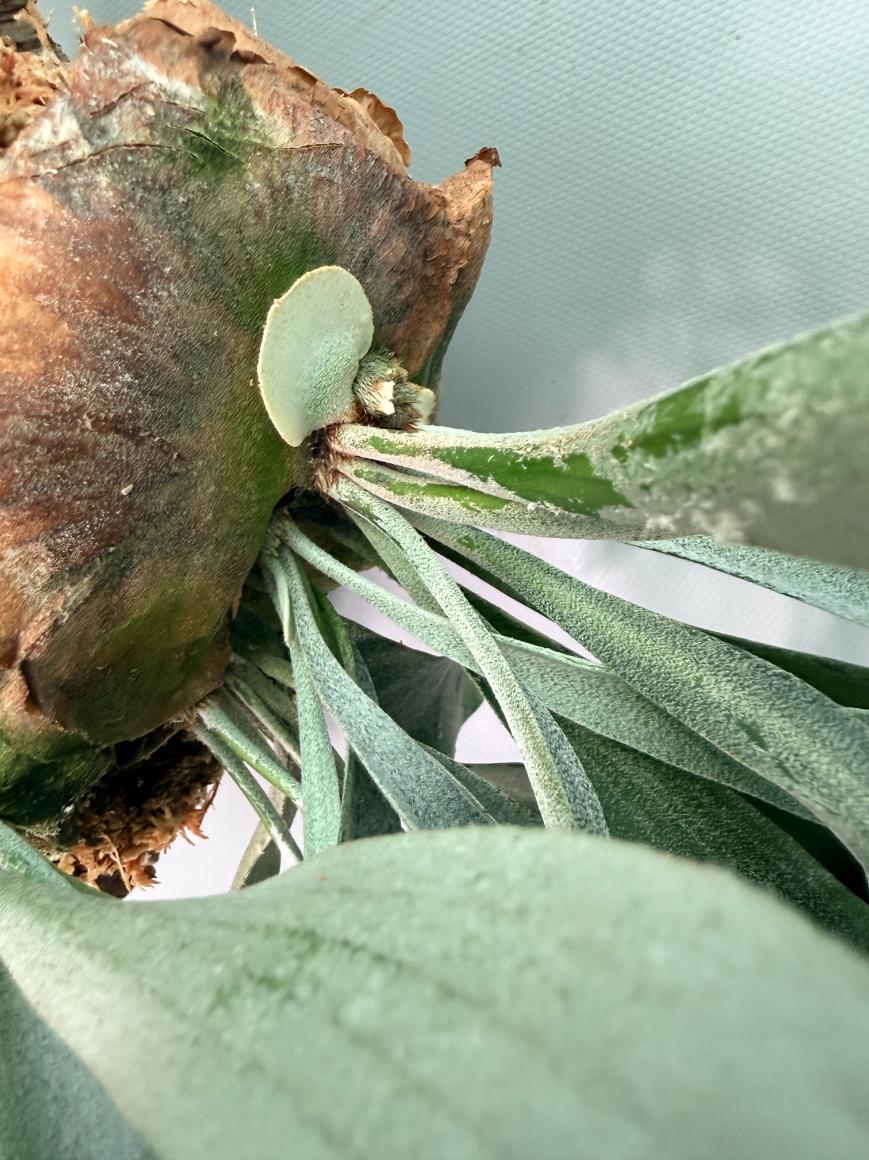 Platycerium Veitchii x Willinckii + mounted on the board 09