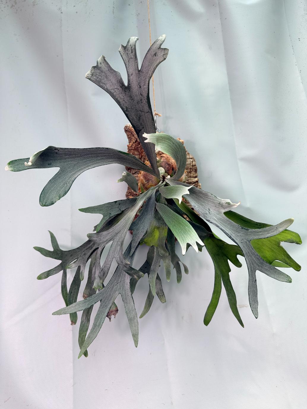 Platycerium Veitchii x Willinckii + mounted on the board 01