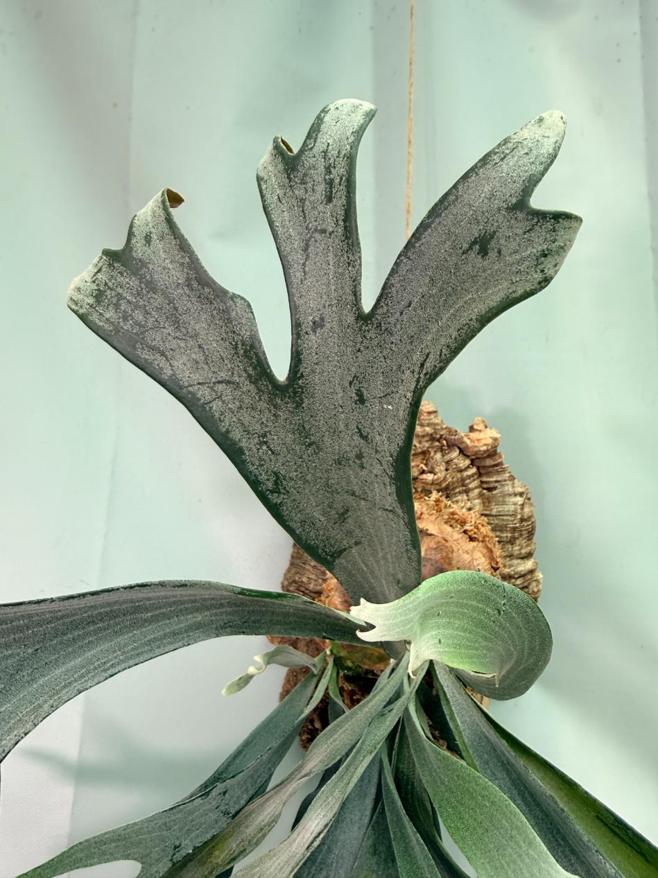 Platycerium Veitchii x Willinckii + mounted on the board 02