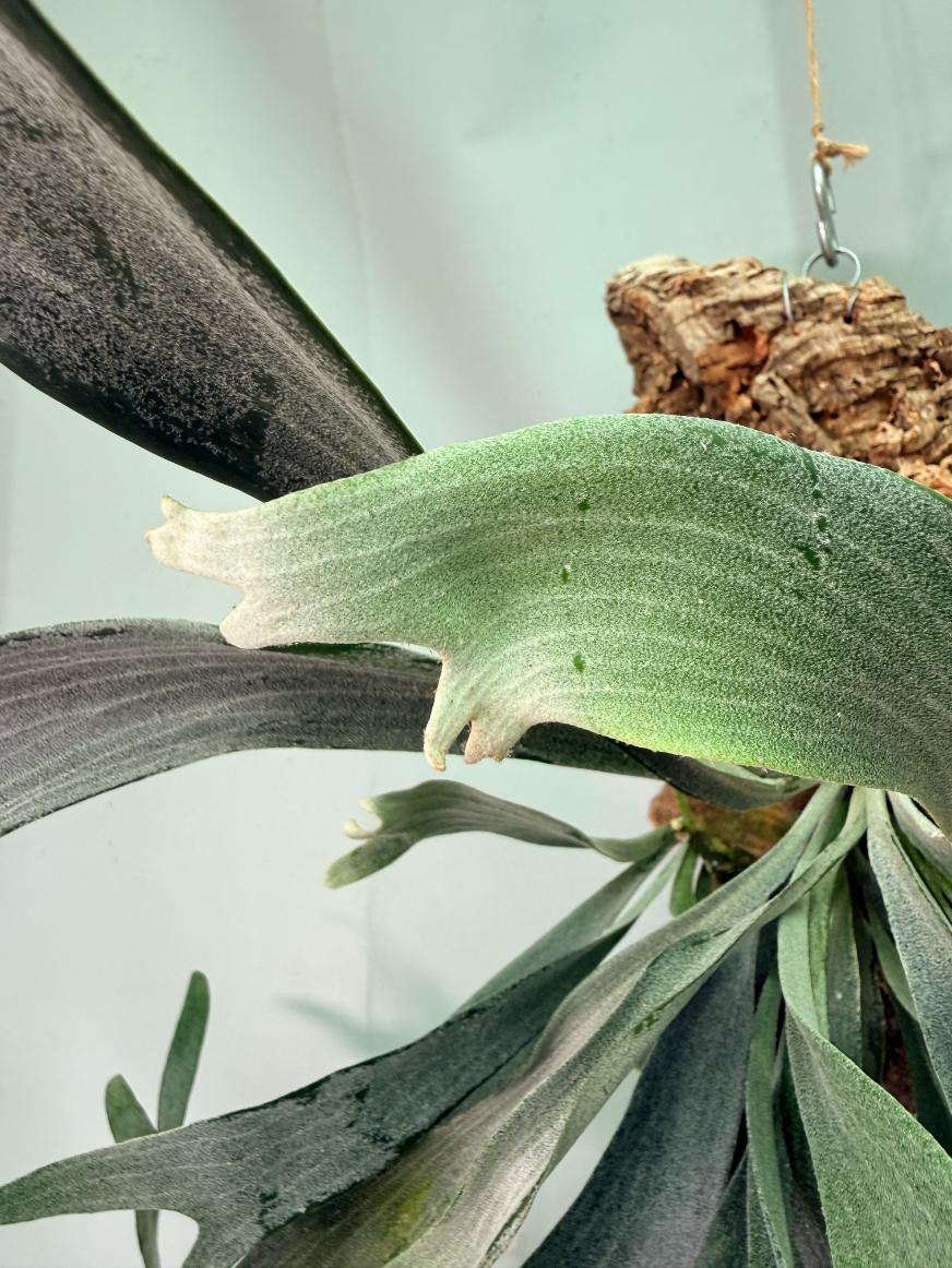 Platycerium Veitchii x Willinckii + mounted on the board 03