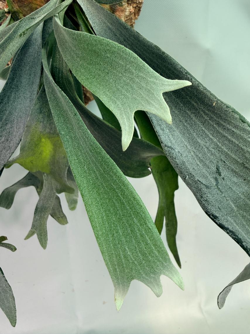Platycerium Veitchii x Willinckii + mounted on the board 04