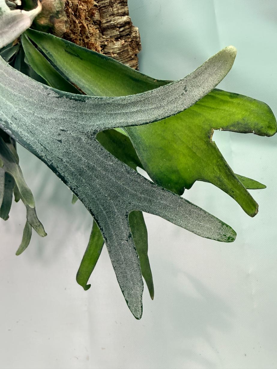 Platycerium Veitchii x Willinckii + mounted on the board 05