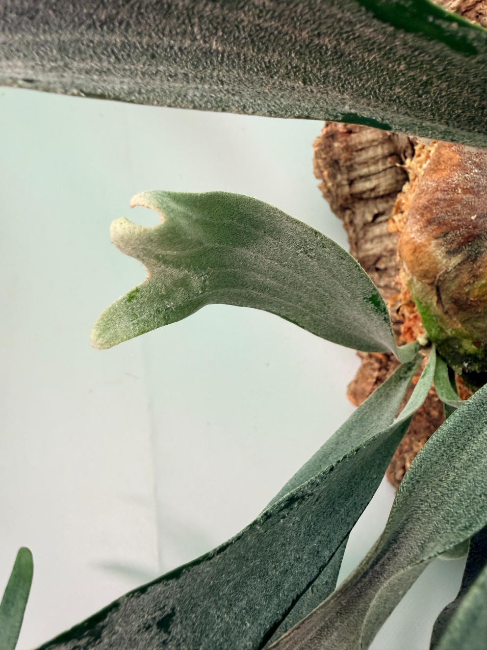 Platycerium Veitchii x Willinckii + mounted on the board 06