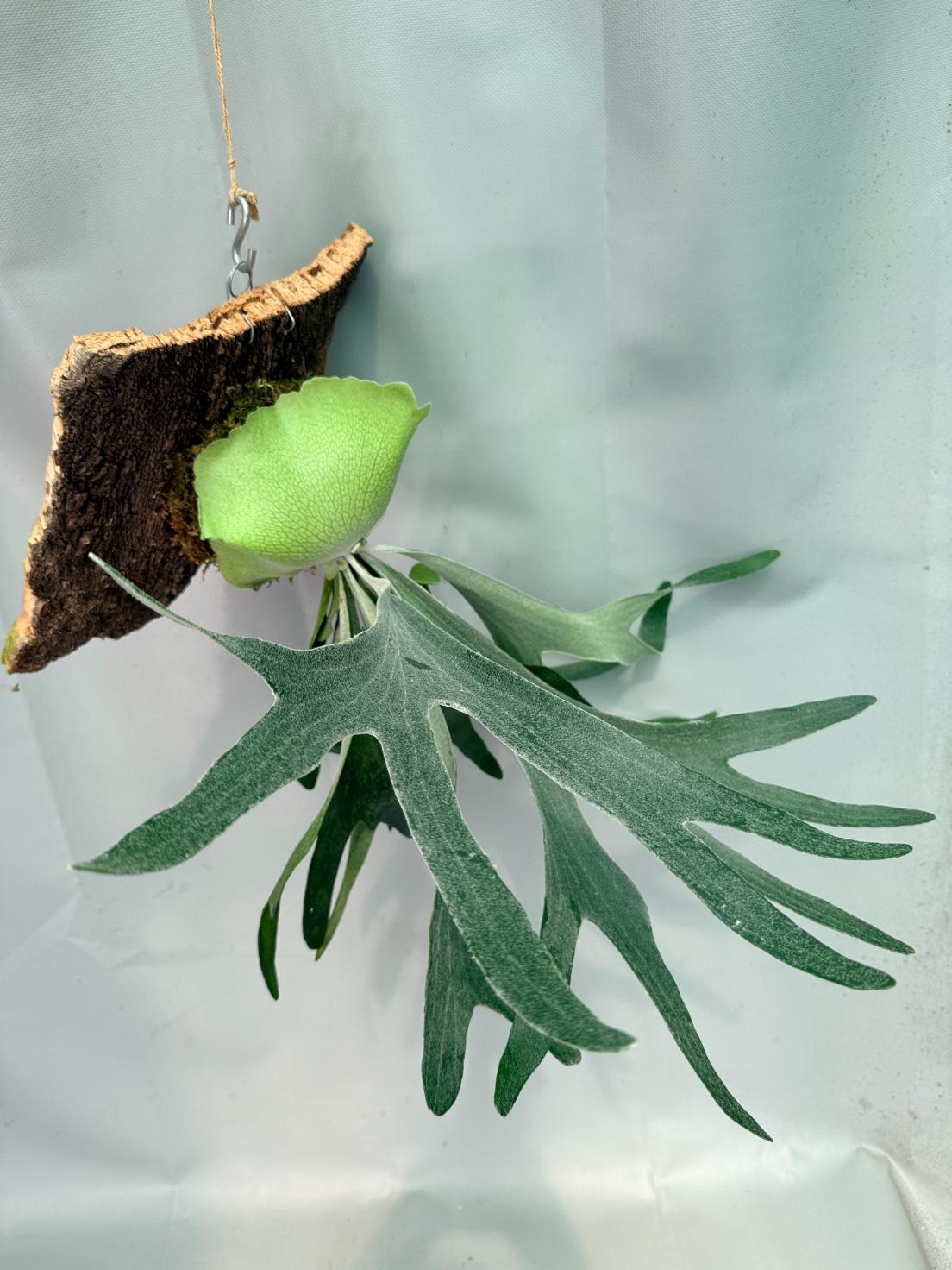 Platycerium Veitchii x Willinckii + mounted on the board