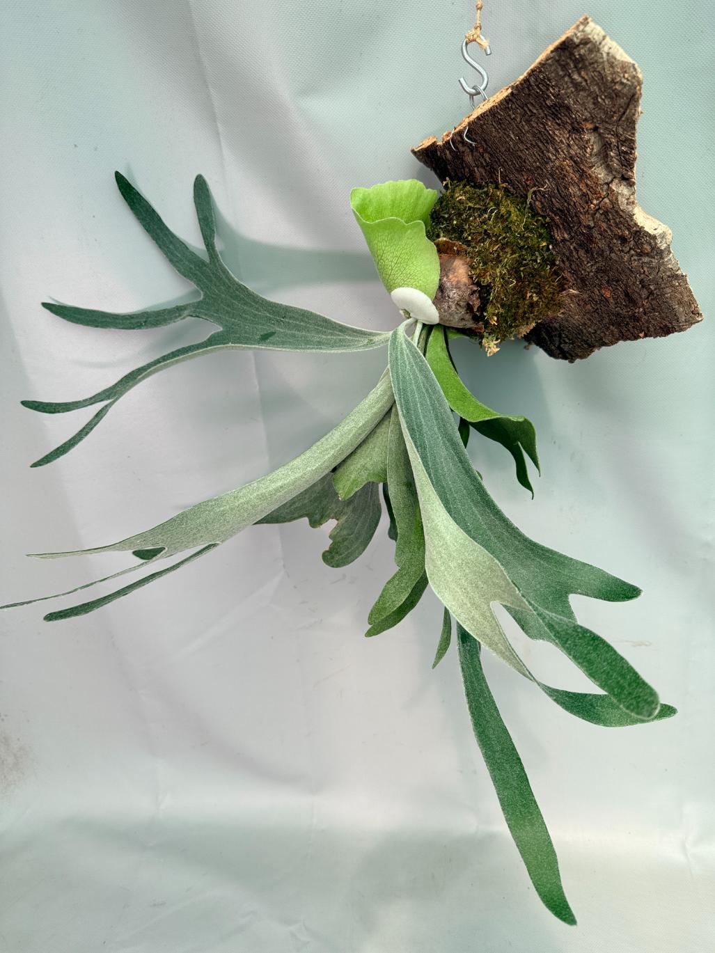 Platycerium Veitchii x Willinckii + mounted on the board 09