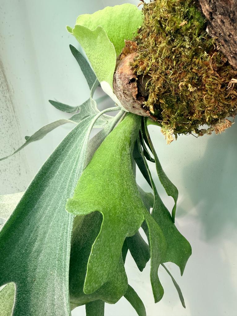Platycerium Veitchii x Willinckii + mounted on the board 11