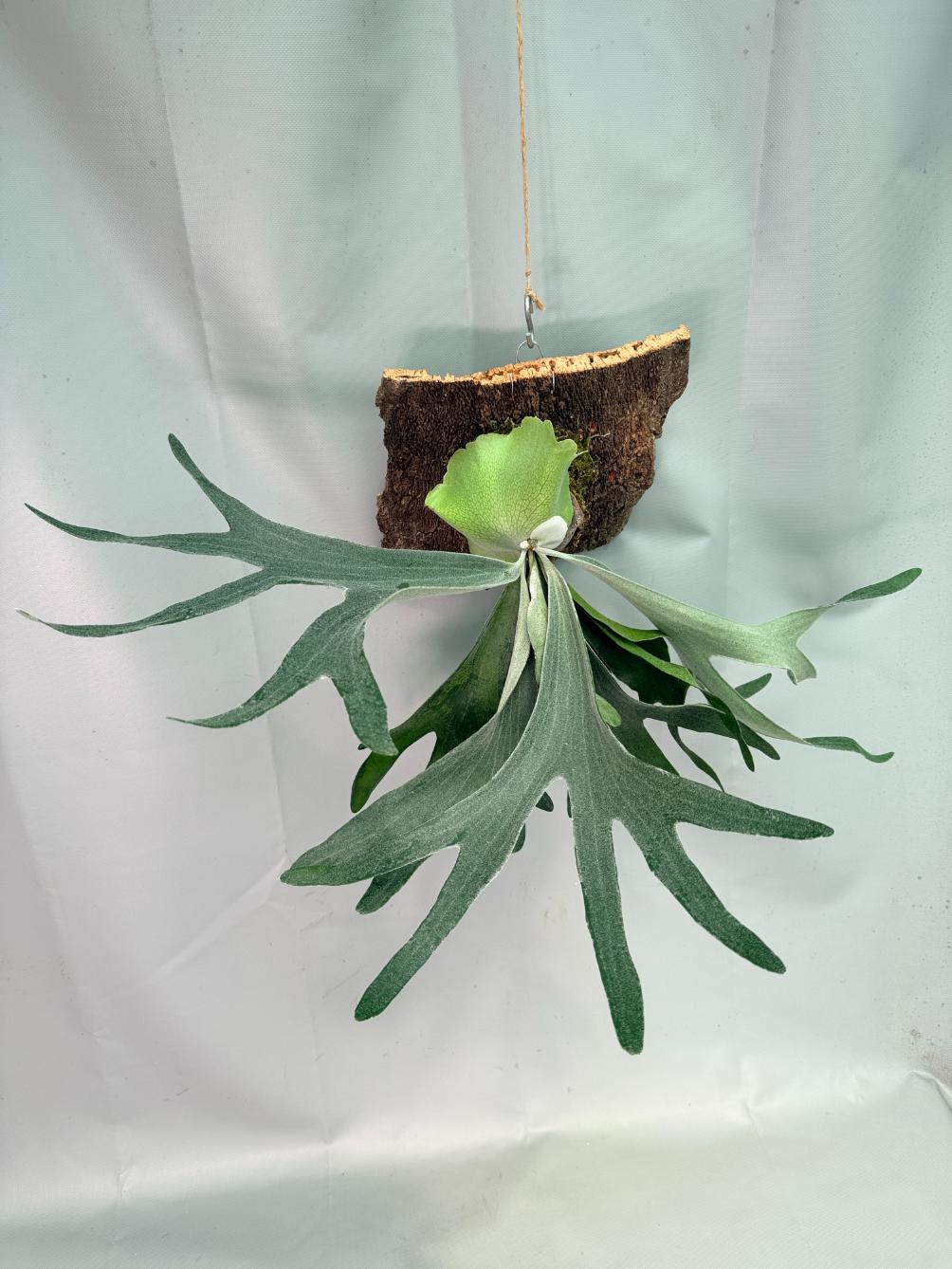 Platycerium Veitchii x Willinckii + mounted on the board 03