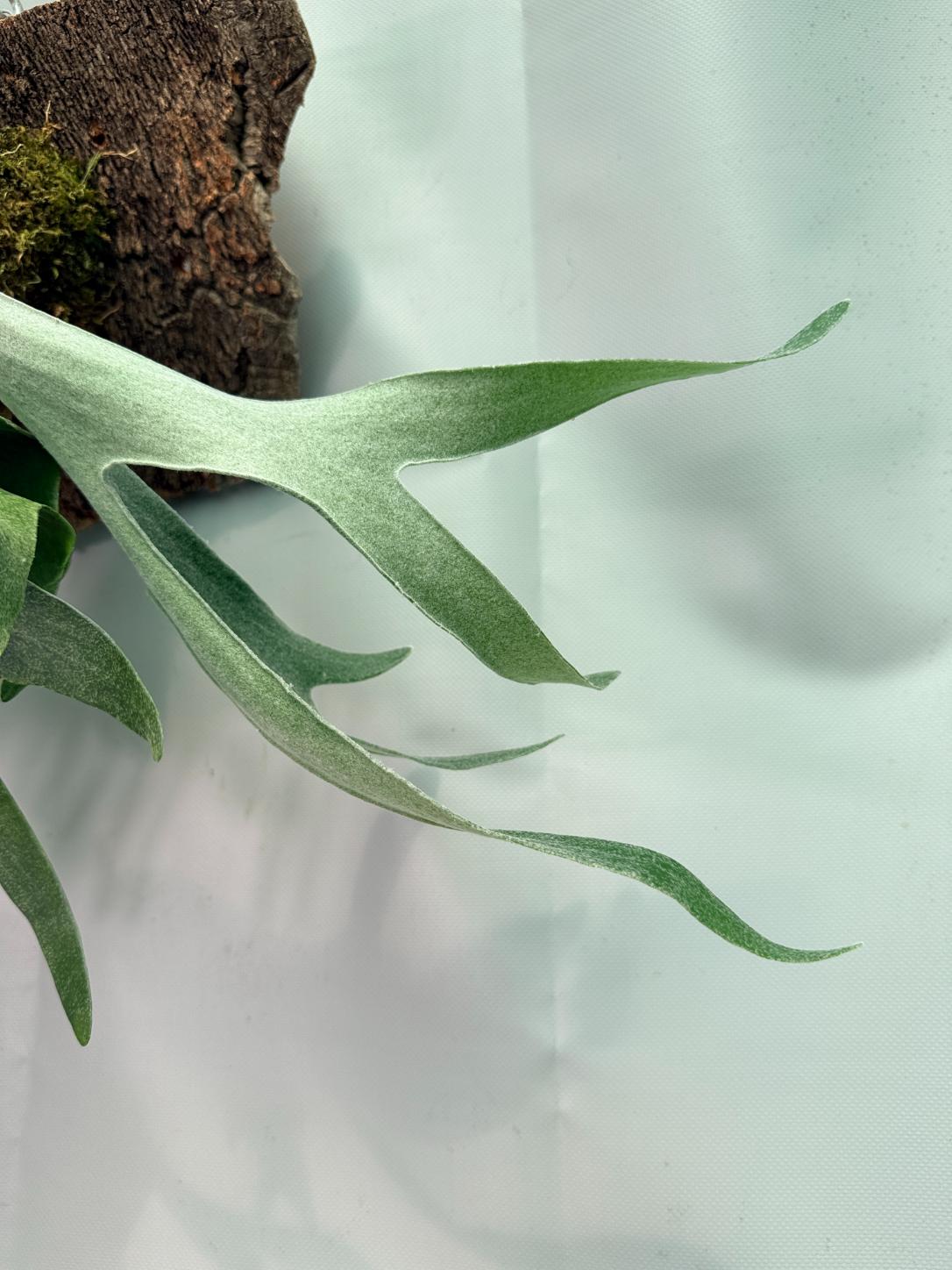 P.willinckii SM × veitchii AR pup Platycerium Veitchii x