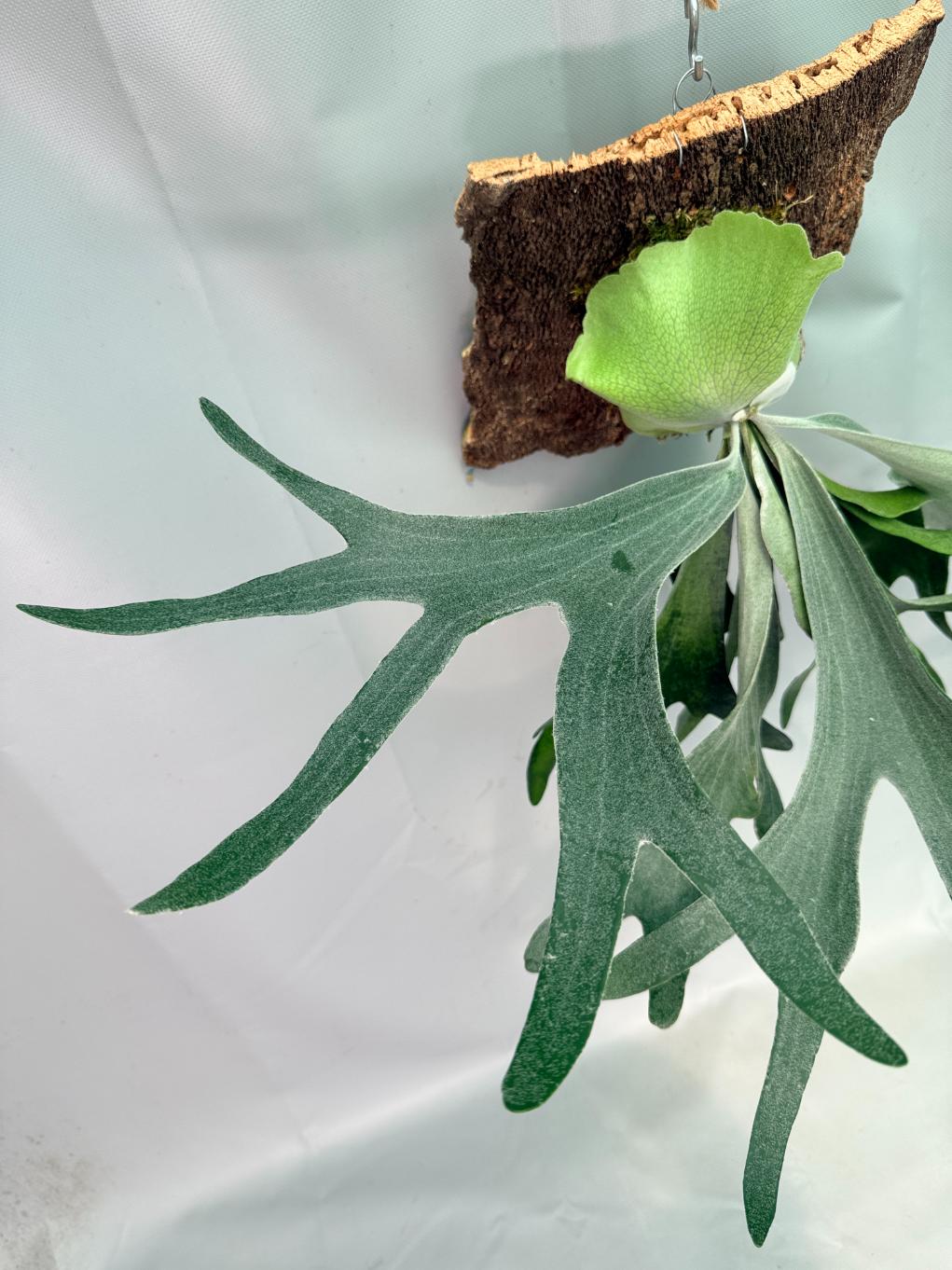 Platycerium Veitchii x Willinckii + mounted on the board 05