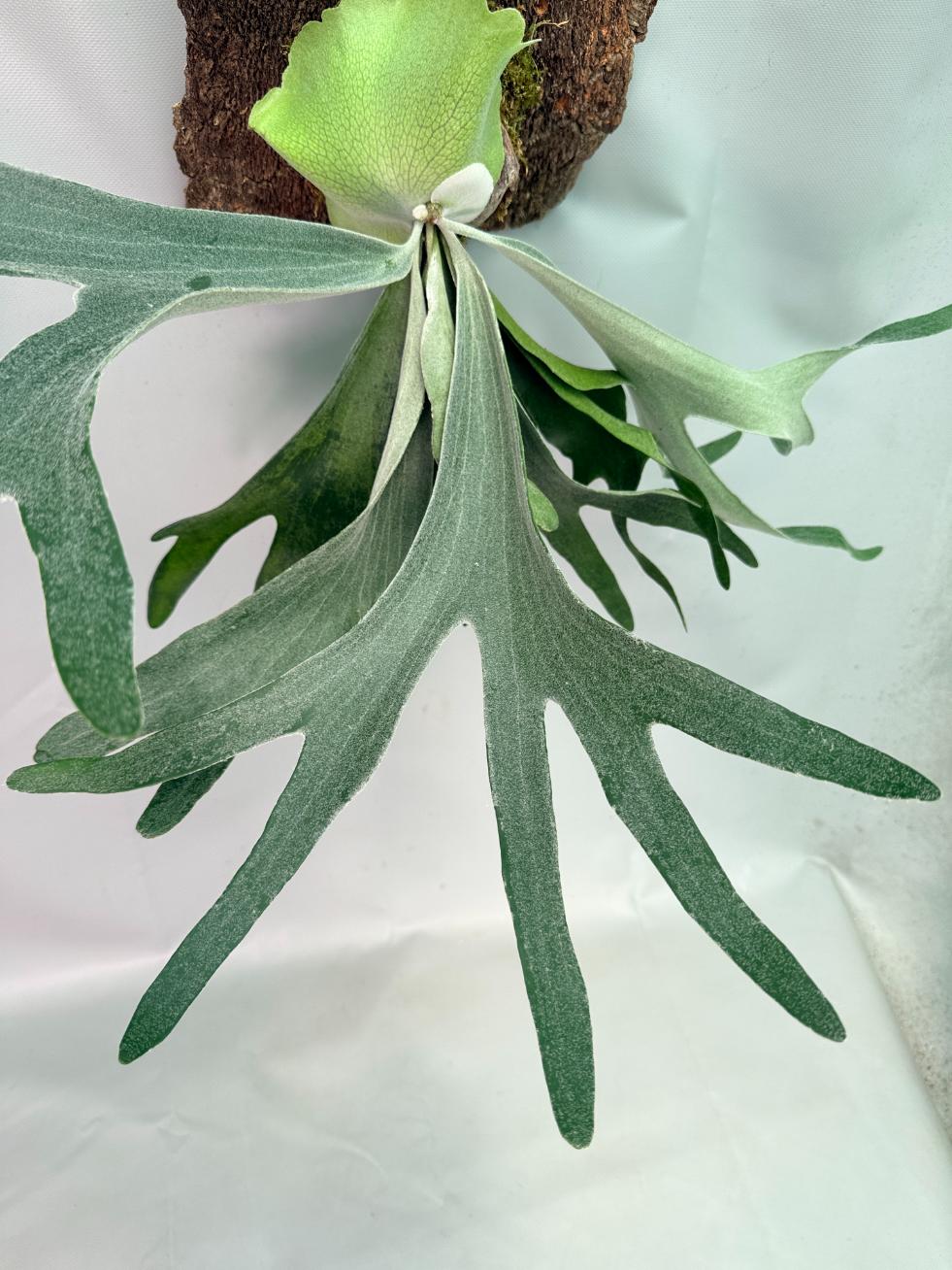 Platycerium Veitchii x Willinckii + mounted on the board 02