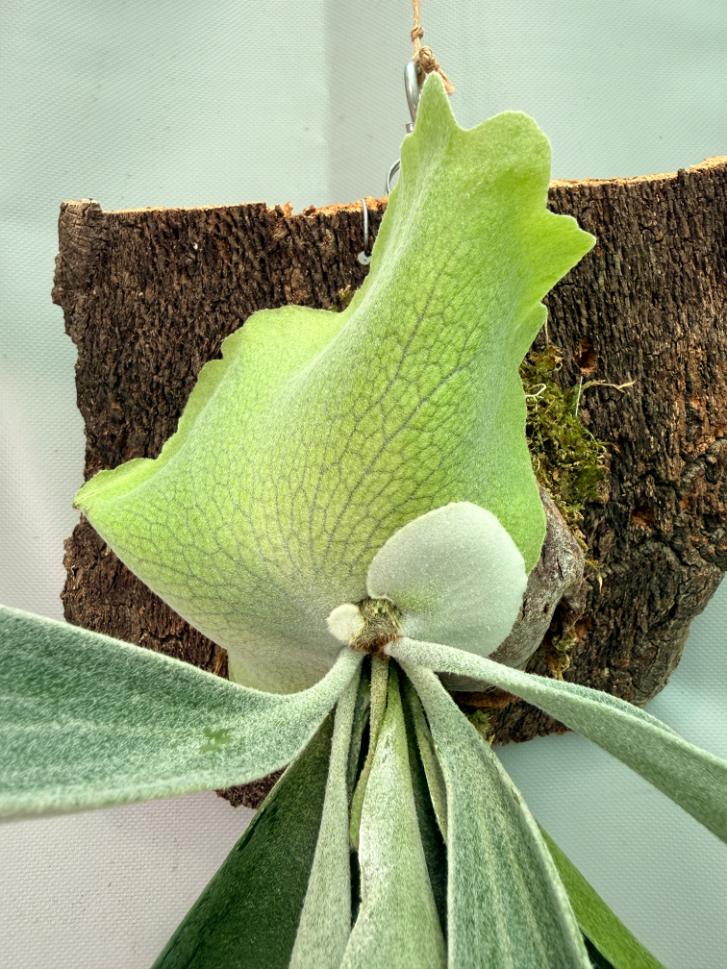 Platycerium Veitchii x Willinckii + mounted on the board 01