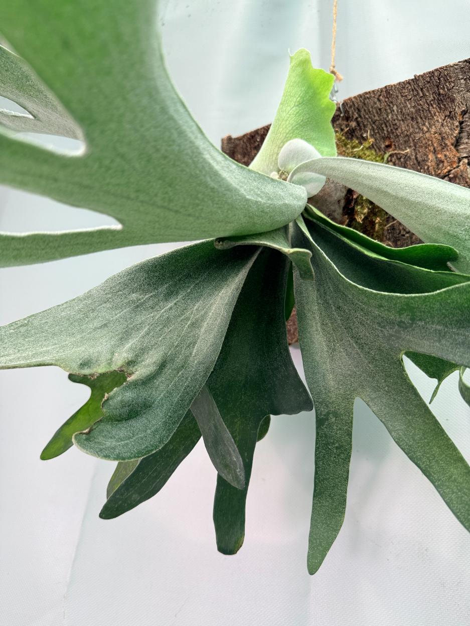 Platycerium Veitchii x Willinckii + mounted on the board 07