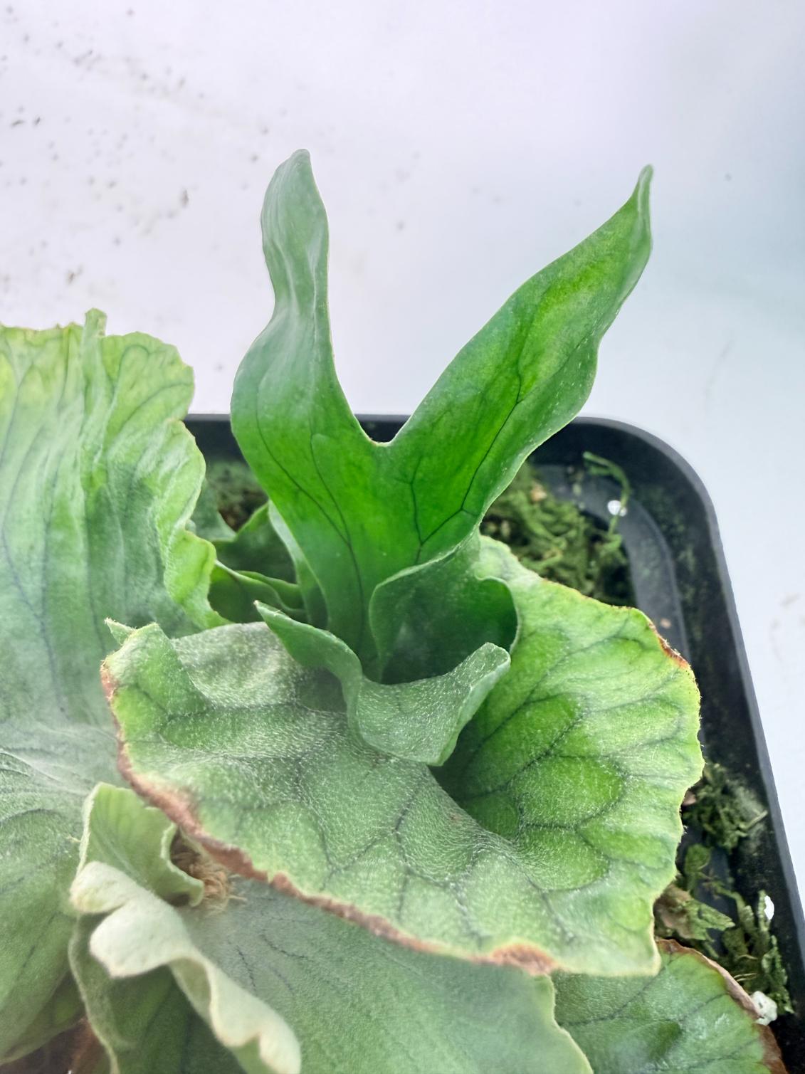 Platycerium Wandae Dwarf & Curling 07
