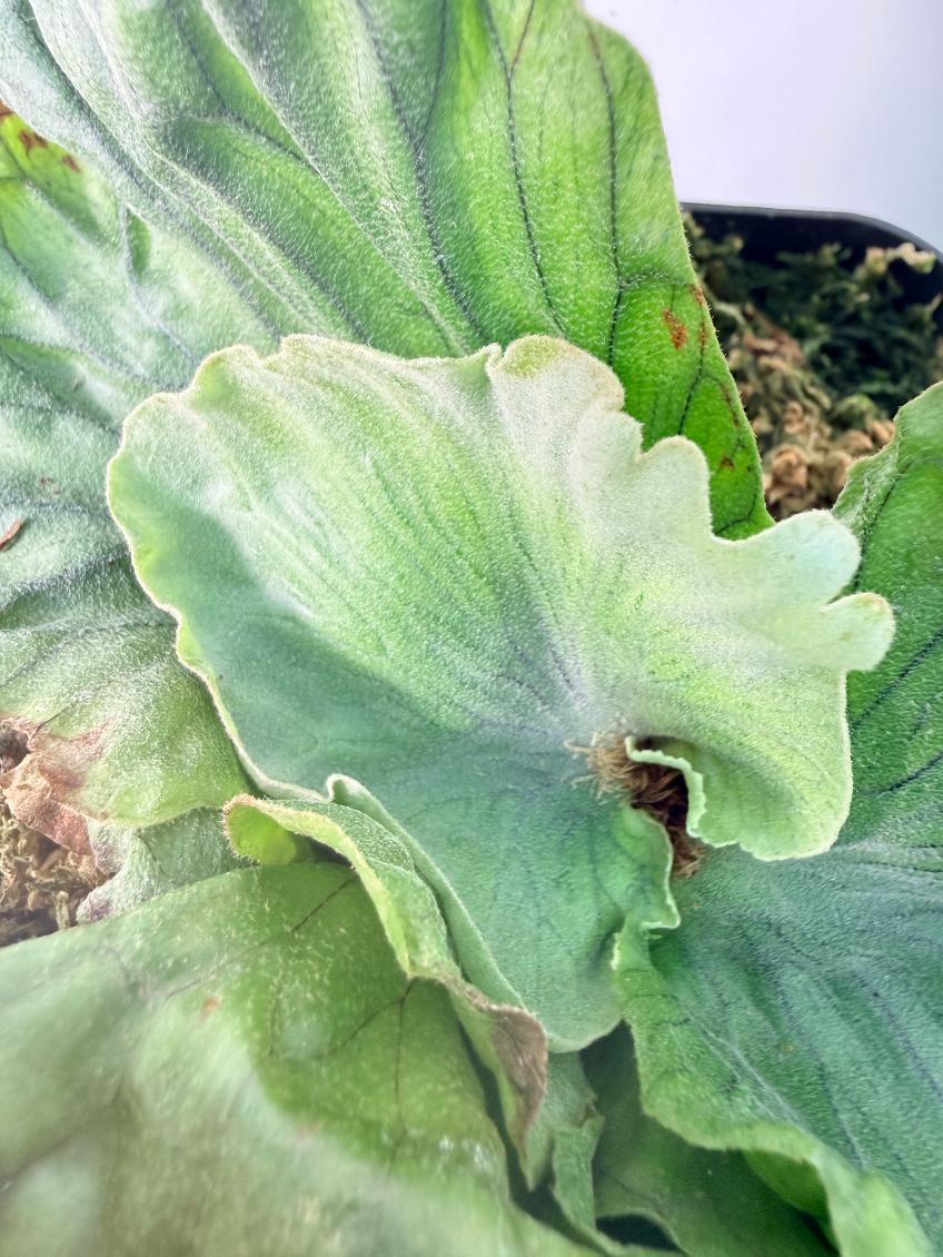 Platycerium Wandae Dwarf & Curling 08