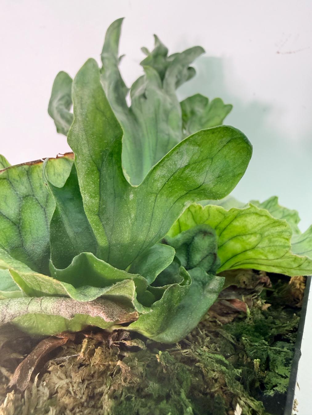 Platycerium Wandae Dwarf & Curling 09