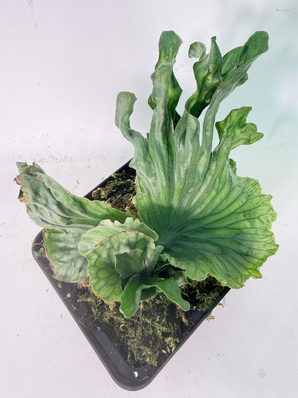 Platycerium Wandae Dwarf & Curling 10