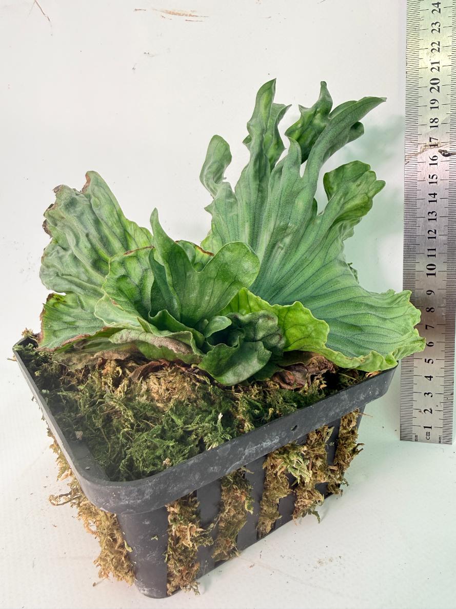 Platycerium Wandae Dwarf & Curling 11