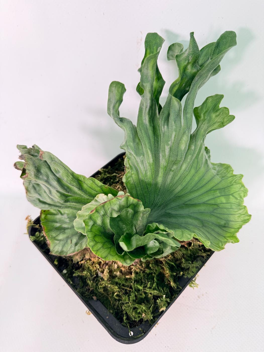 Platycerium Wandae Dwarf & Curling 01