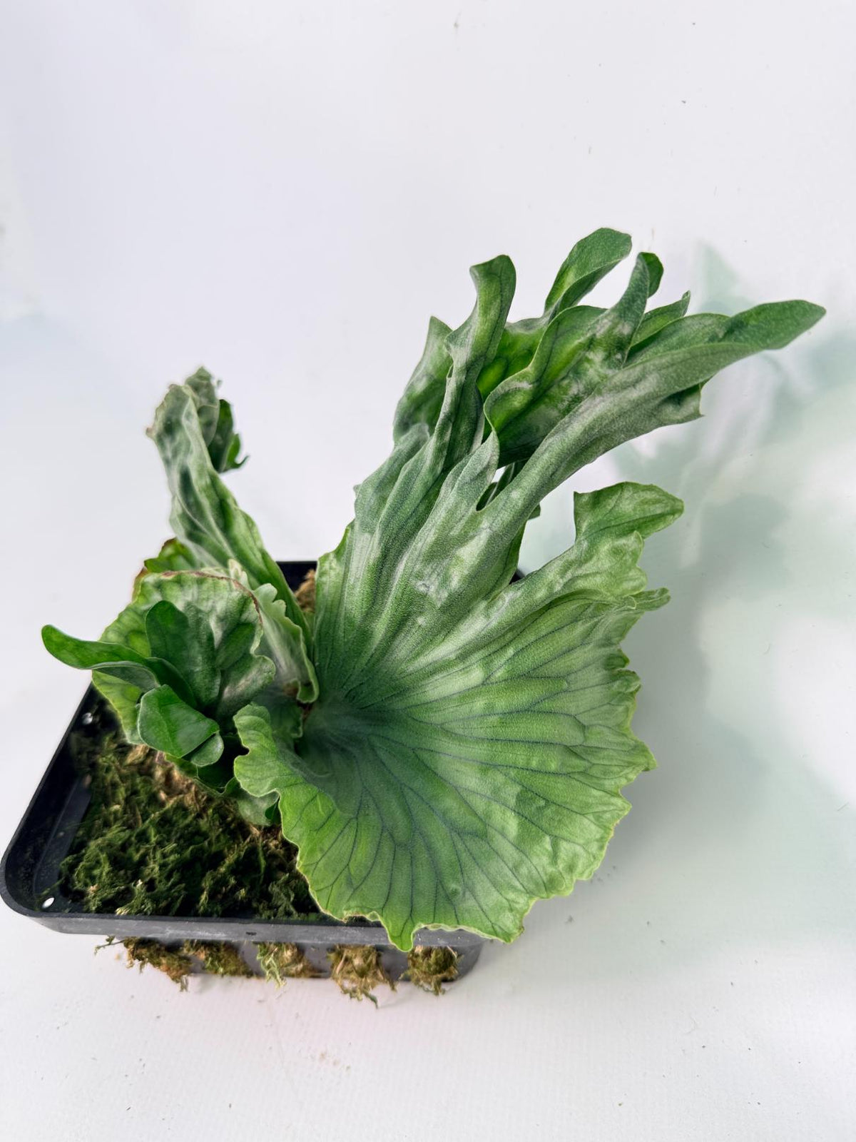 Platycerium Wandae Dwarf & Curling 02