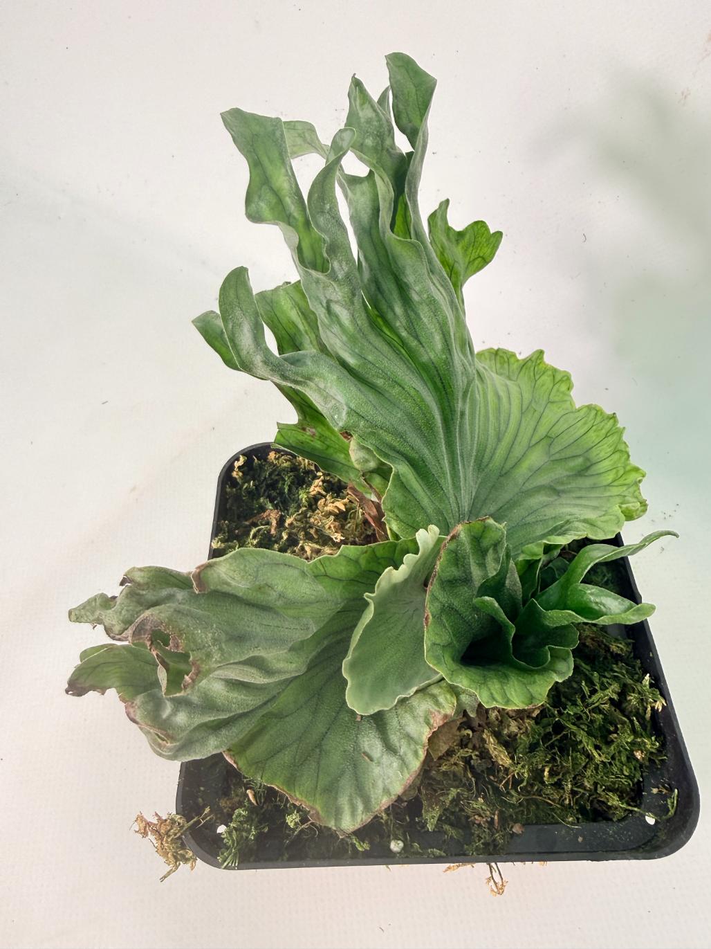 Platycerium Wandae Dwarf & Curling 03