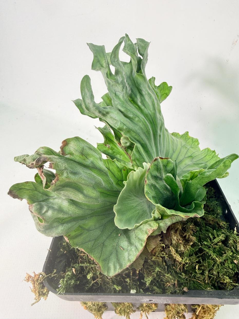 Platycerium Wandae Dwarf & Curling 04
